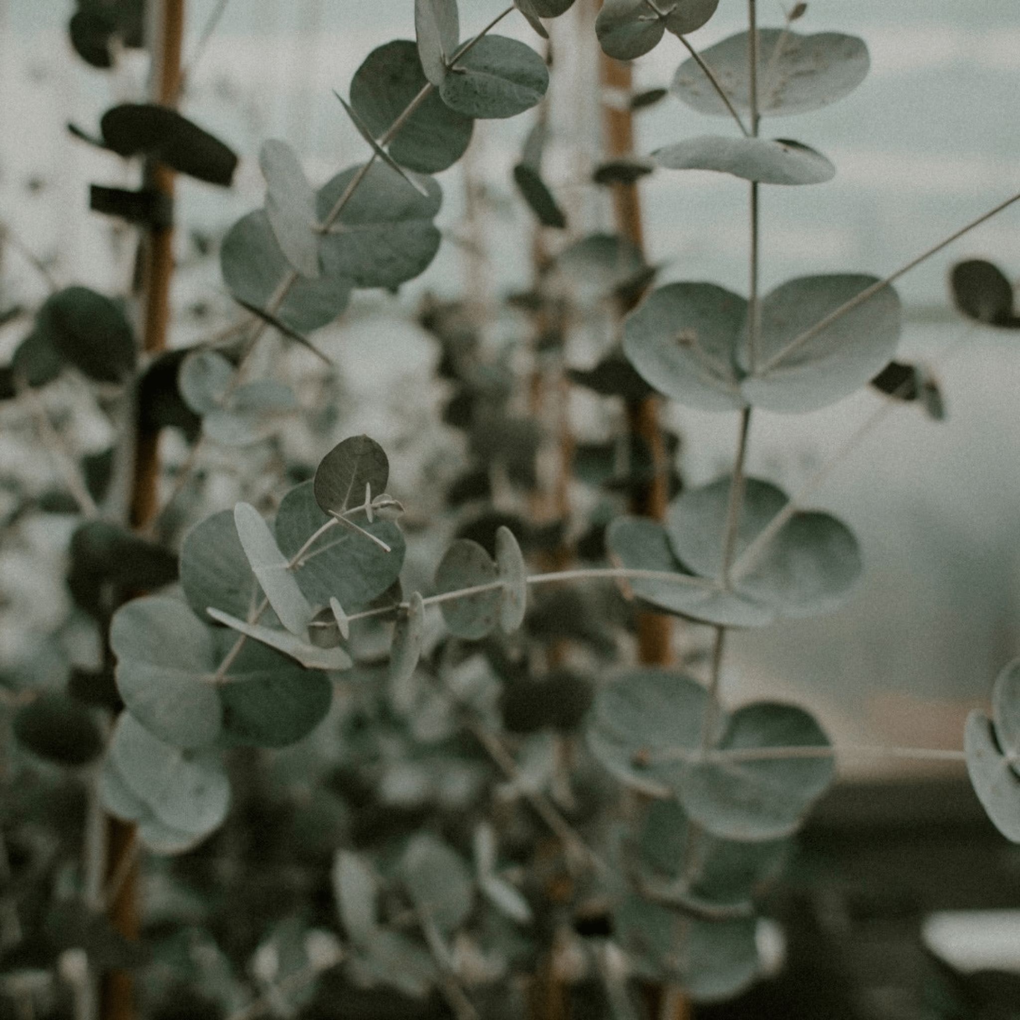 TOILET SCRUB | Eucalyptus + Lime + Clove 1L Refill Pouch - Whatever We Like -