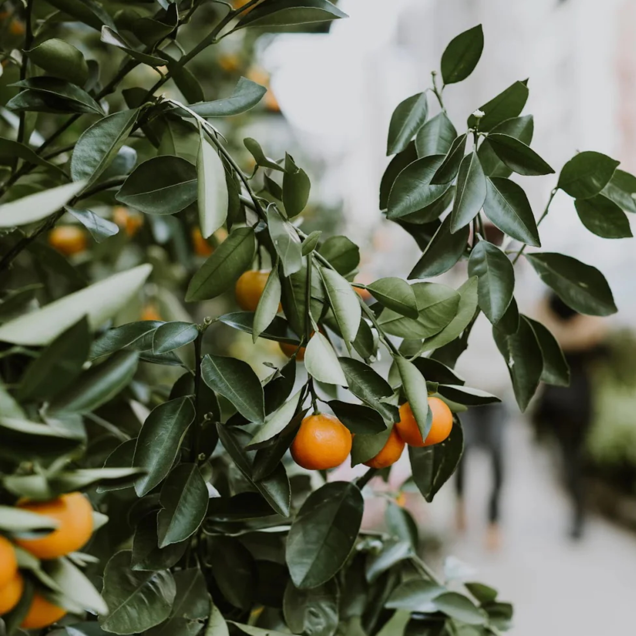 EVERYTHING + ALL | Sweet Orange + Clove 1L Refill Pouch