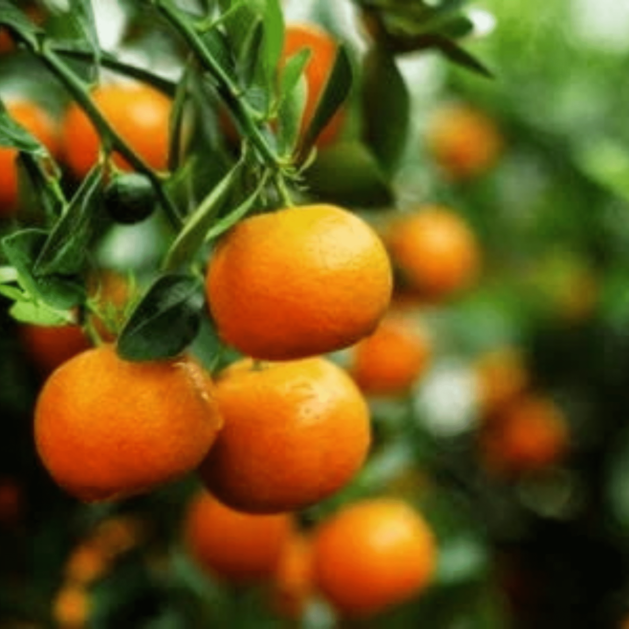 BODYWASH | Cedarwood + Mandarin 500ml - Whatever We Like - 