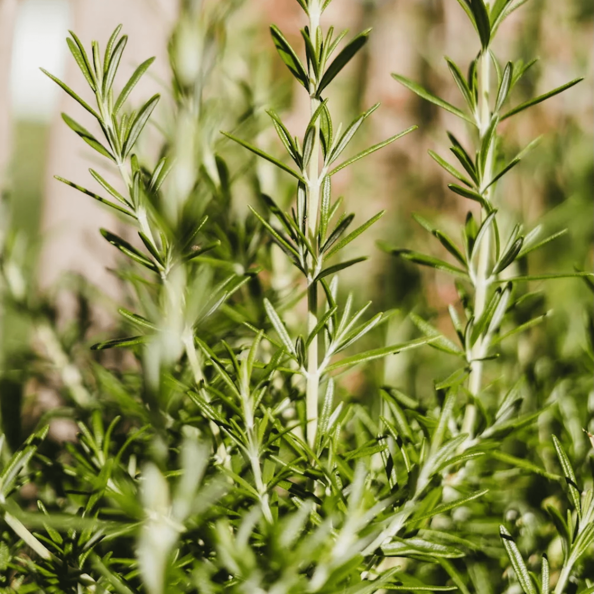 DISHWASH | Grapefruit + Rosemary 1L Pouch Refill Pouch - Whatever We Like - 