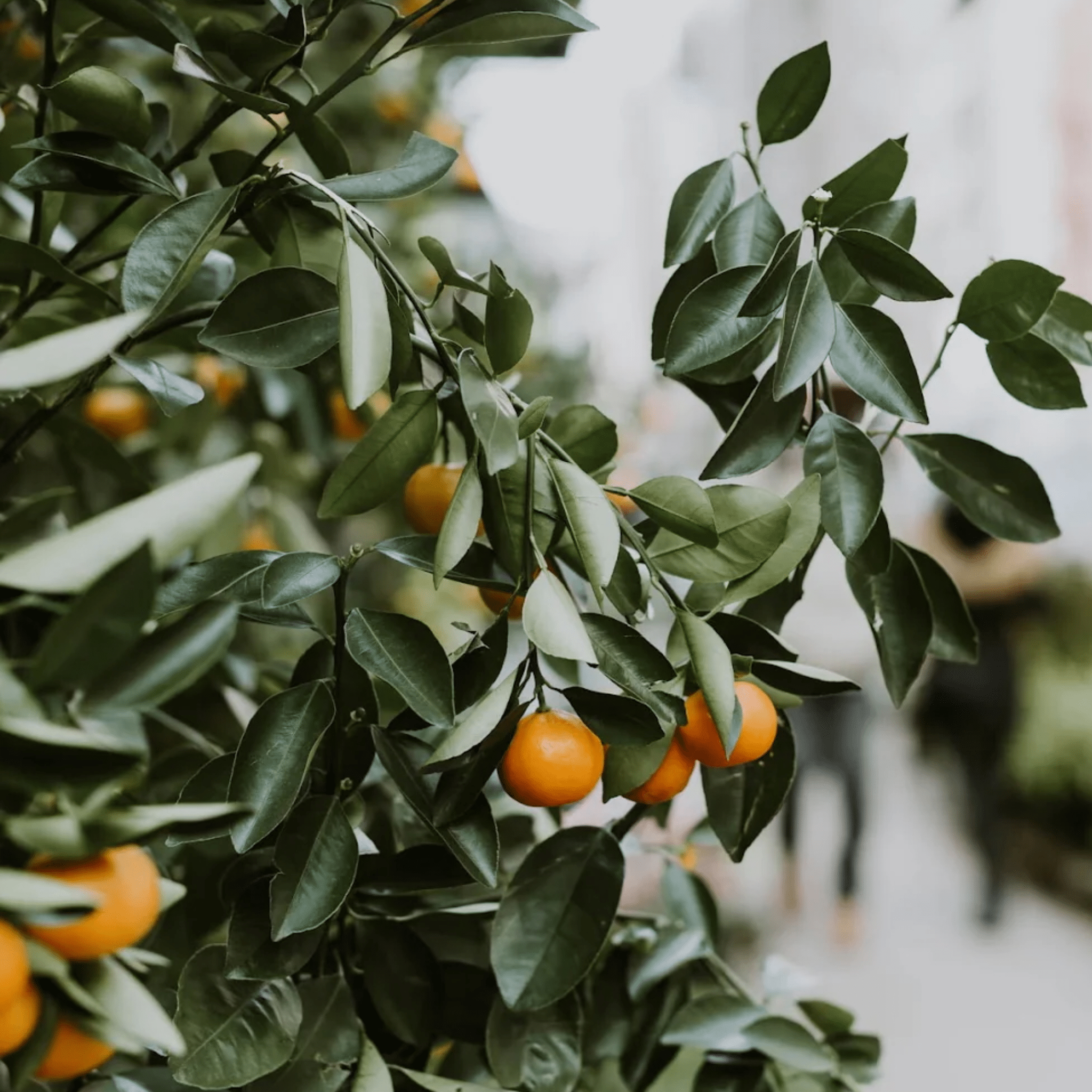 EVERYTHING + ALL | All Purpose Cleaner 500ml - Whatever We Like - 