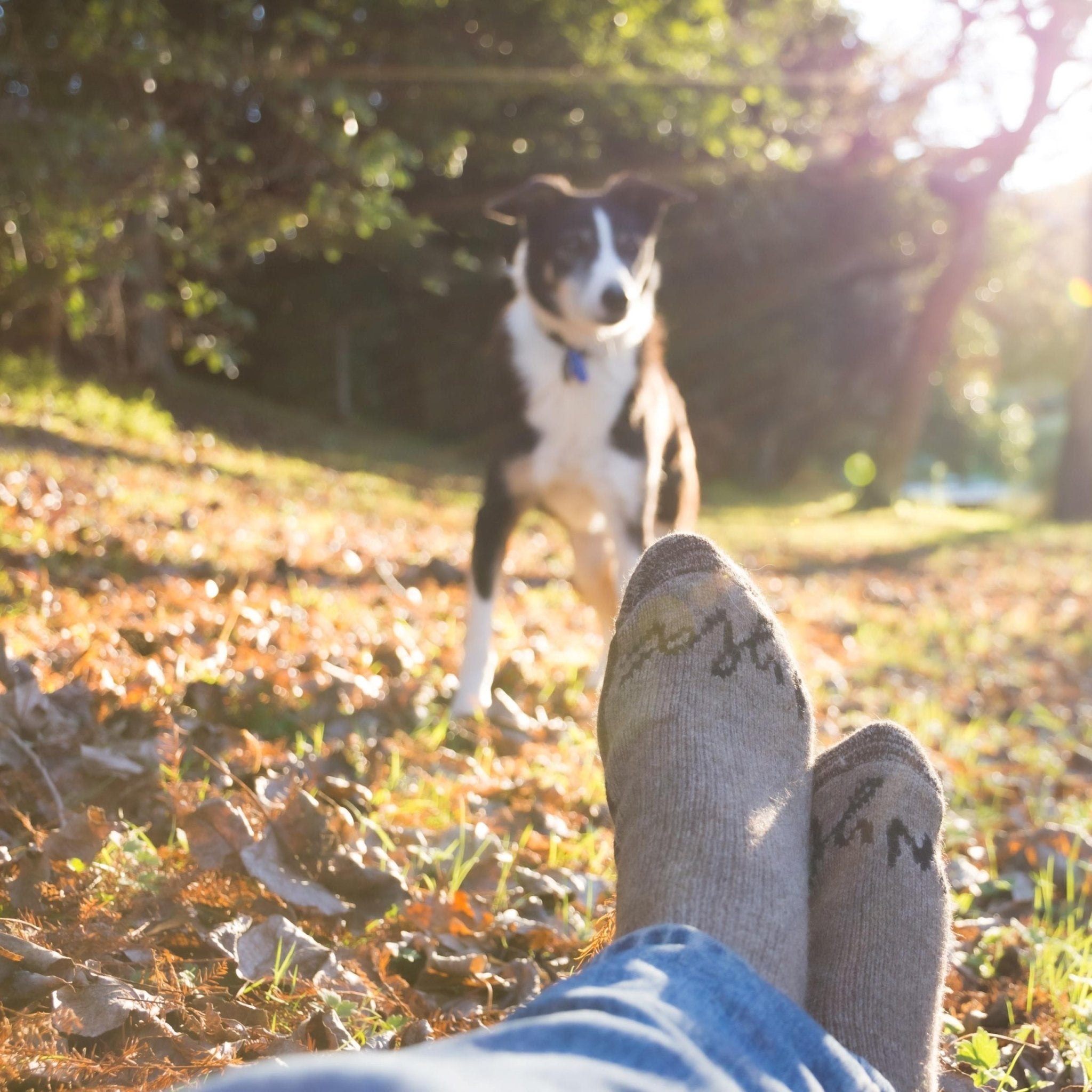 Wyld Casual Sock - Whatever We Like - 3 - 6 - 